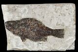 Miocene Fossil Fish From Nebraska - New Find #113173-1
